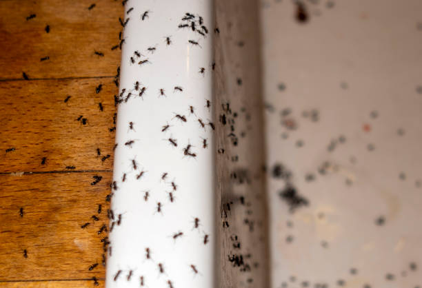 Best Affordable Pest Control Services  in Clearwater, MN
