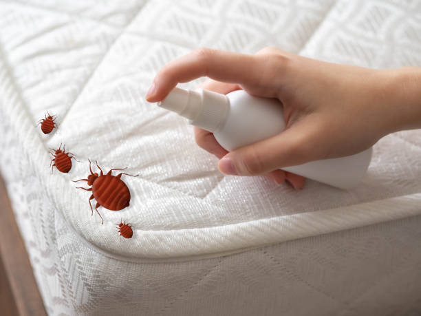 Best Local Pest Control Services  in Clearwater, MN